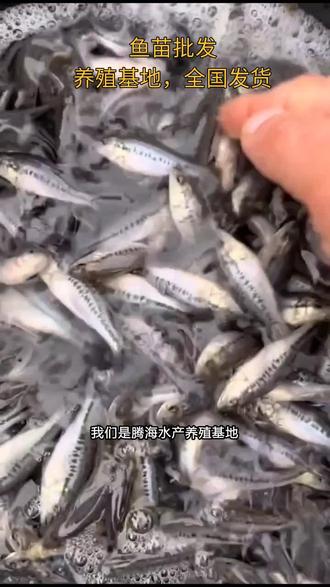 武汉鱼苗特种水产养殖基地,水花鱼苗批发,淡水养殖鱼苗,草鱼苗批发价格,鱼苗,黑鱼苗,黄骨鱼苗,桂花鱼苗,甲鱼苗,锦鲤鱼苗,特种水产养殖,大口鲶鱼苗,花鲢鱼鱼苗,日本鳗鱼苗,花鲢鱼鱼苗,桂花鱼苗,桂鱼鱼苗 #花斑鳗鱼苗 #花锦鳗鱼 #花鳗鱼苗 #花斑鳗鱼批发价格