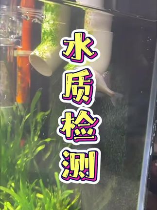 水很干净 鱼还是全死了 为什么? #养鱼日记 #新手养鱼 #鱼缸死鱼怎么办 #鱼缸水质检测
