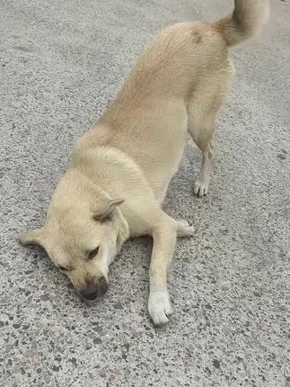 #萌宠 #狗狗