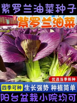 #紫罗兰油菜#种子#阳台盆栽 #小院 喜欢吃上海青的朋友们注意了,现在正是种植的好时候!这种青菜一年到头都可以种,冬天不怕冷,夏天不怕热,不管是播种还是移栽都很容易存活。它长得像韭菜一样,叶子是深绿色的,吃起来又脆又嫩。特别适合炒着吃或者煮汤喝,喜欢的话就赶紧买一些种子吧!