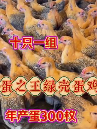 #蛋鸡健康养殖 #散养鸡 #生态散养土鸡 #农村养鸡 #跑山鸡