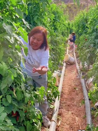 宁夏露天沙瓤西红柿水果番茄非草莓柿子新鲜现摘生吃果#露天沙瓤西红柿 #西红柿 #好物推荐 R