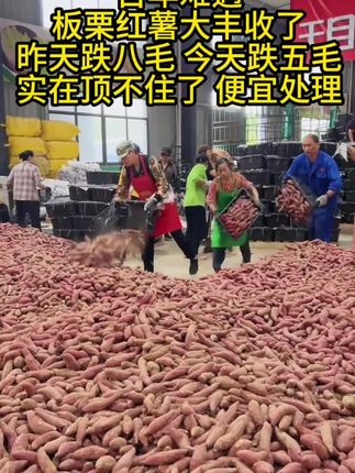 陕西板栗红薯,无茎无丝,干面甜好好吃,有板栗的清香 #板栗红薯#快来一起尝个鲜 #新鲜采摘