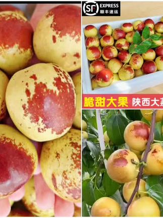末浅【顺丰包邮】正宗陕西大荔冬枣新鲜现摘应季水果皮薄脆甜大果#红枣 #冬枣 #脆甜 #好吃