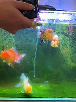 国庆出行结束了该擦鱼缸了#鱼缸磁力刷哪款好 #鱼缸爆藻
