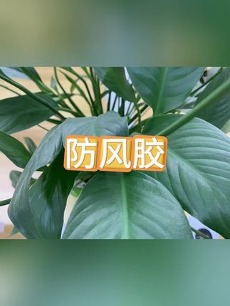 #防风胶#胶#胶带