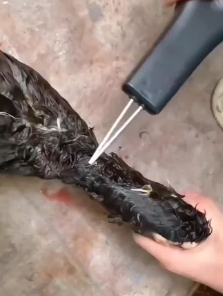 拔毛省时省力# 鸡鸭鹅拔毛机 # 拔毛神器 #好物推荐