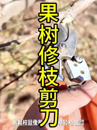 你坚持的东西,总有一天会反过来拥抱你。#爱生活爱养花 #家庭养花 #修枝剪 #果农好帮手#