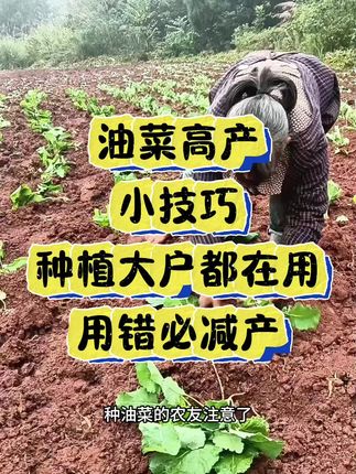 #三农种植 #油菜种植#油菜管理#硼肥 #增产增收