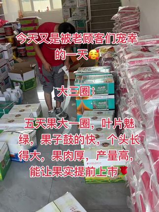 大三圈:鼓果特别快,果实长的个头大,不空心,不裂果,鼓果效果绝绝子🌹