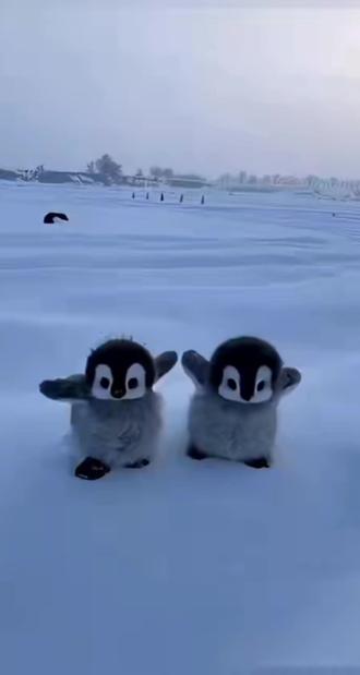 电子斗蛐蛐(五行版)