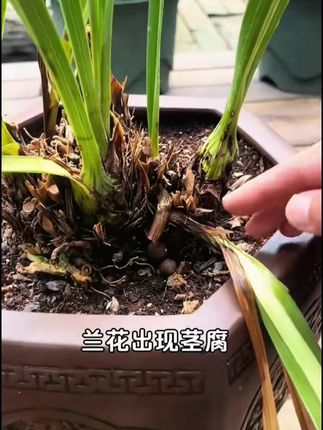 枯草芽孢杆菌微生物肥料改良土壤防根腐枯萎重茬兰花桂花盆栽花园#盆栽肥料#枯草芽孢杆菌#微生物肥料#花卉肥料#肥料