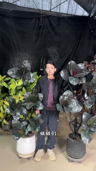 寓意非常好的黑金刚来了 #黑金刚橡皮树 #室内绿植 #好物推荐 #新手养花