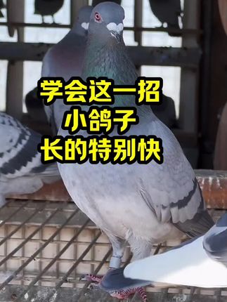 学会这一招小鸽子长的特别快#养鸽子#农村养鸽#鸽子#三农