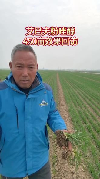 #小麦枯白穗 #小麦根腐病纹枯病茎基腐病#种地不容易 丰庄镇学保农资