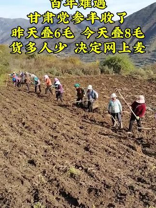 #党参 #甘肃党参干货 #党参煲汤、煮水 #超便宜超划算 #抖音助农扶农