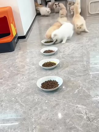 家里猫咪有挑食厌食的可以试试这款专用粮,采用鲜肉加冻干深海配方。#猫咪的迷惑行为 #猫咪