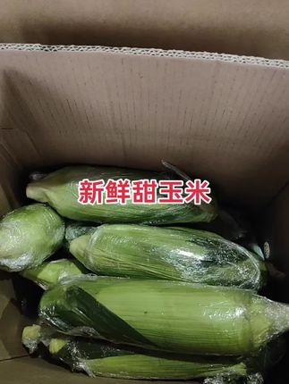 钓鱼玉米,每天现采现发#三农 #钓鱼玉米