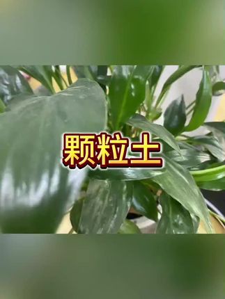 ##颗粒土 #盆栽颗粒土 #土