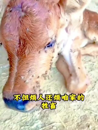 #dou上热门 灭蝇王苍蝇药喷雾杀虫剂家用杀虫剂非无毒灭苍蝇蚊子神器饭店猪鸡@DOU+小助手 @DOU+上热门 @巨量引擎小助手 #三农 #养殖场专用