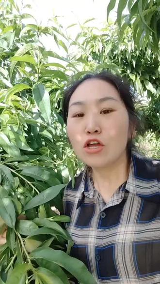“家人们看一下,我家这桃子,现在正长到关键时候! “种桃树的老乡注意了!桃子现在长到这个阶段,三件事做不对,后期全是裂果、小果、病果!
第一,赶紧疏果,畸形果、朝天果、病虫果全摘掉,长枝留3-4个,短枝留1个,间距8-10公分,果子才有地方长!
第二,水肥要跟上,别再只施氮肥了!现在要上高钾复合肥,再搭配钙硼叶面肥,硬核期冲两次高钾水溶肥,防裂果、促膨大!
第三,病虫害别放松,重点防细菌性穿孔病、桃小食心虫,用吡唑醚菌酯+春雷霉素,配噻虫嗪+氯虫苯甲酰胺,傍晚喷,别烧果面!
现在这步管理到位,秋天的桃子又大又甜,还能卖上价!”