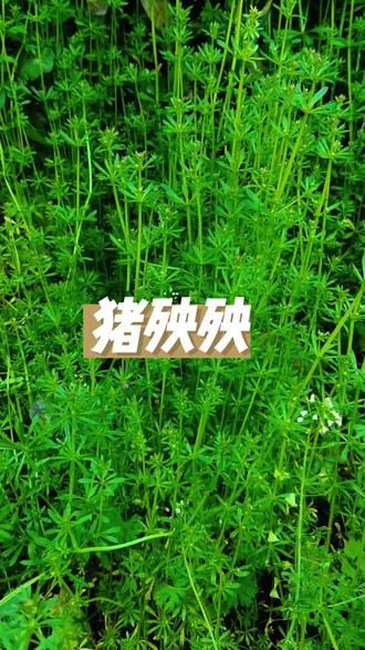你们知道它为什么叫猪殃殃吗?#大自然的馈赠野菜 #野生药材 #野生植物 #植物科普 #原生态野生植物
