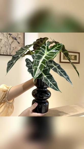 大仙女海芋竹芋盆栽水培植物室内客厅办公室净化空气花卉绿植好养 #海芋 #竹芋 #海芋盆栽 #竹芋盆栽