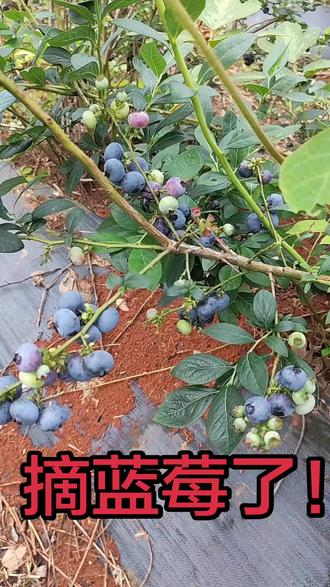 #生态蓝莓采摘基地 #原生态蓝莓种植 #蓝莓成熟的季节 #纯天然的蓝莓 #自家蓝莓种植,整片园子都熟了!之前一直在问的我就不一一回复了!