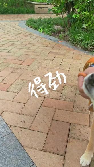 征服狗子就要用专属于它的“得劲魔法”#狗子的心思都写在脸上了 #狗狗的心思都写在脸上了 #柴犬搞笑日常 #柴犬的小心思 #石榴是个乖闺女