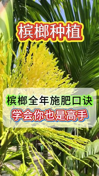 槟榔树的全年施肥口诀,学会一整季无忧 槟榔花苞打开以后,该怎么保花保果,防止落果呢? #槟榔高产 #槟榔种植#槟榔施肥#槟榔#槟榔种植技术