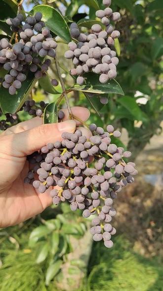 分享科普女贞子 #植物科普 #涨知识 #内容启发搜索