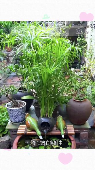 水竹盆栽 一盆秒变小森林! #水竹 #绿植盆栽 #家居绿植 #好养植物 #庭院造景