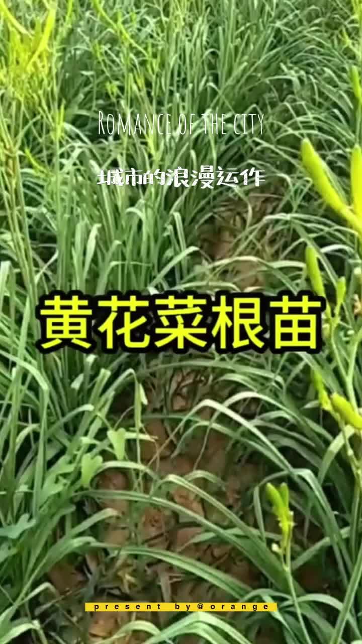 黄花菜根耐寒黄花菜根苗四季种植易活高产金针忘忧草当年开花#黄花菜根苗 #优质种苗 #家庭种植 #黄花菜