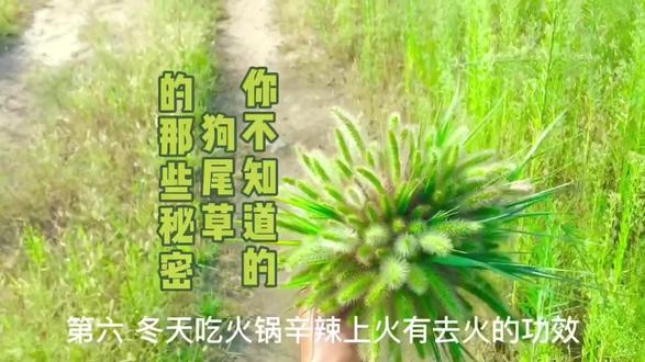 #不适宜人群:孕妇 过敏者 脾胃虚寒者