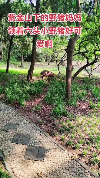 今天在明孝陵景区,看到一窝野猪,体型健壮,是一头猪妈妈领着六头小猪猪,小猪崽子好可爱啊,看到我们有些害怕,紧跟着猪妈妈,我们不敢靠的太近,南京的生态环境也太好了吧 #人与自然和谐#野猪成群