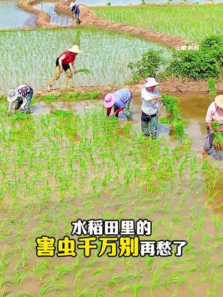 #水稻种植#水稻虫害防治#病虫害防治#大田作物