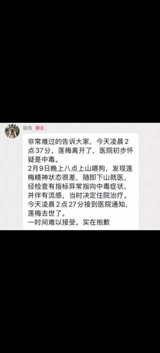 电子小狗莲梅 😭#骏良 #莲梅 #秘书 #狗狗 #动物保护