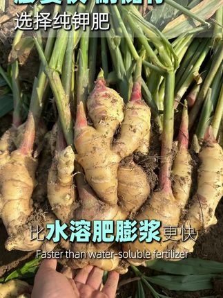 想让大姜耐储存,膨姜好,增重压称,就选纯钾肥硫酸钾#硫酸钾#硫酸钾纯钾肥 #生姜高产#阳帆农业