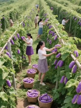 #特色水果 #八月瓜 #软糯香甜 #好吃到停不下来 #新鲜采摘