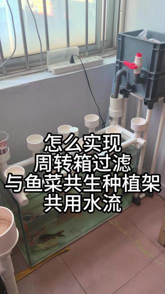 鱼菜共生怎么结合过滤 #花卉绿植 #农业种植 #养花 #绿植 #鱼菜共生