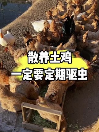 散养土鸡一定要定期驱虫#养鸡小妙招 #养鸡 #三农 #科学养鸡