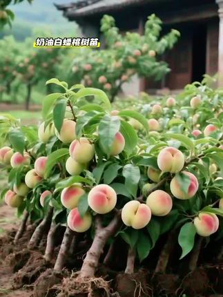 奶油白蟠桃树苗#硕果累累 #果树 #果树盆栽 #果树苗基地 #果苗种植