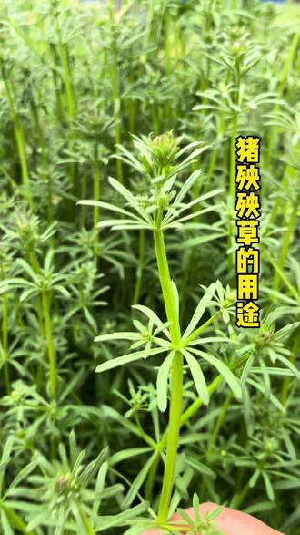 猪殃殃,拉拉草,八仙草是一种草。#生哥说草#中草 #农村生活