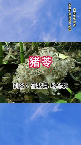 今日识本草之一猪苓 别名:假猪屎 地乌桃 粉猪苓 肥猪苓等,为多孔菌科真菌的干燥菌核,有 “祛湿黄金”之称。
#猪苓 #植物科普 #科普 #健康养生 #中草药