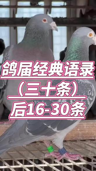 鸽界经典语录#信鸽赛鸽 #鸽子 #养鸽人 #自繁自养 #职业赛鸽