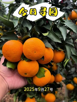 眉山爱媛果冻橙,大家很好奇为什么10月初就有上市的了? 今天我来告诉大家吧,但是大家一定要找眉山商家购买,避免买到假冒伪劣商品…#爱媛38号果冻橙 #源头好生鲜 #丰收的季节
