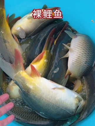 #裸鲤 #四大家鱼 #水产养殖 #农村生活