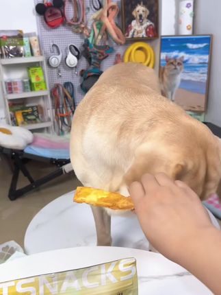 #宠物零食 #狗狗 #萌宠出道计划 #狗狗磨牙 #拉布拉多