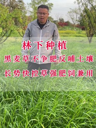 养鸡鸭鹅猪兔,想在林下种点牧草,既能收割饲喂做牧草,也可以做果园生草,肥田控草,就种四倍体黑麦草,长势快长势旺,不和果树争肥,控草强产量高,营养适口动物爱吃。#林下种植#肥饲兼用#四倍体黑麦草#黑麦草种子