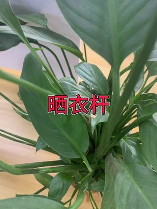 #晒衣杆 #晾衣杆 #晾晒杆
